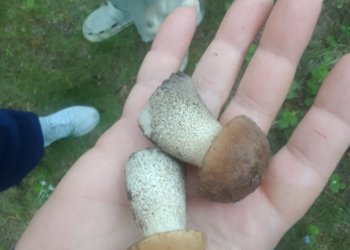 Первые подберезовики нашли грибники в Бердске