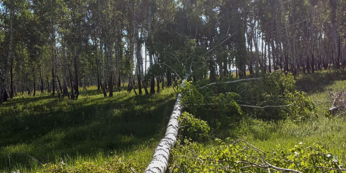 Энергетики оперативно устранили аварийное отключение электроснабжения из-за незаконной вырубки деревьев