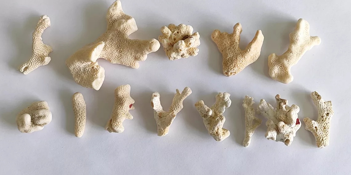 В Толмачево у сибирячки изъяли 14 кораллов, которые она пыталась нелегально ввезти