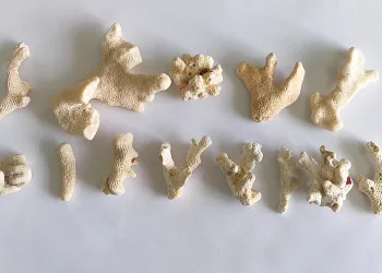 В Толмачево у сибирячки изъяли 14 кораллов, которые она пыталась нелегально ввезти