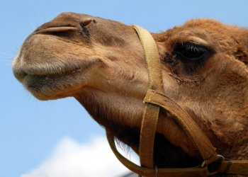 В Искитимском районе верблюд прогулялся по полям