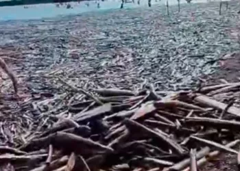 Берег Оби покрылся древесиной после паводка