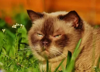 Жара до +35 градусов установится в Новосибирске на неделе