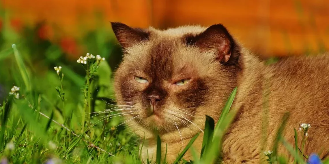 Жара до +35 градусов установится в Новосибирске на неделе