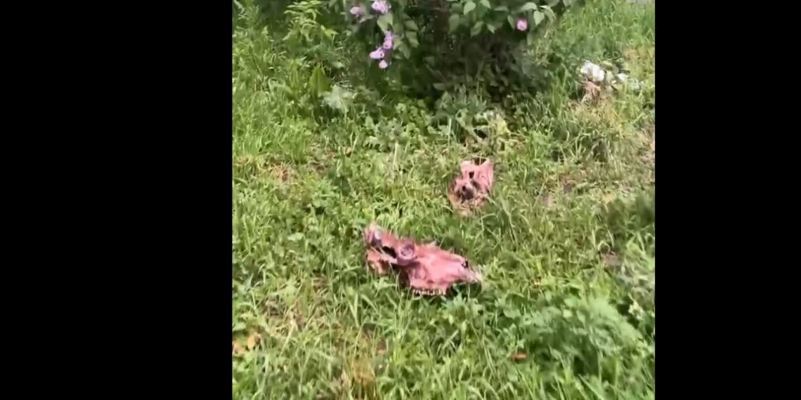 Головы рогатого скота нашли на газоне в Новосибирске