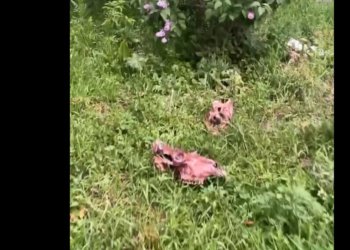 Головы рогатого скота нашли на газоне в Новосибирске