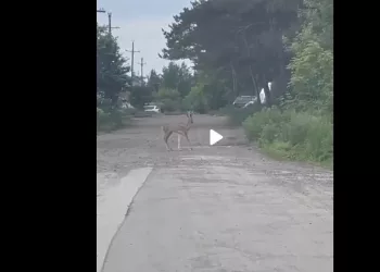 Косулю заметили местные жители на Первомайке в Новосибирске