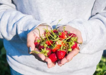 Как выбрать сезонные ягоды, рассказали эксперты из Новосибирской области