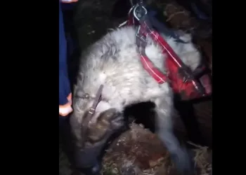 Алабая весом 95 кг вытащили из погреба спасатели в Новосибирске