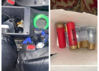 На браконьера завели уголовное дело за убийство косули в Новосибирской области