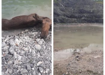 Утонувшего лося нашли в карьере под Новосибирском