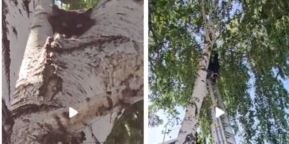 Напуганную кошку сняли с березы спасатели в Новосибирске