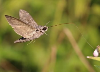 В Новосибирске замечена сибирская «колибри»