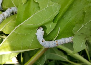 Более 700 млн рублей выделили на борьбу с шелкопрядом в сибирских лесах