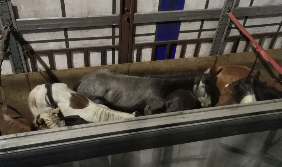 Табун в 38 лошадей пытались вывезти из Новосибирска в Казахстан