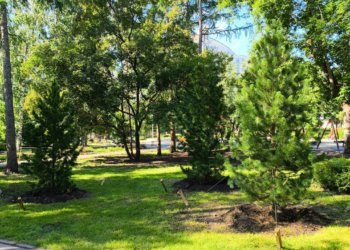 14 кедров высадили в Центральном парке Новосибирска