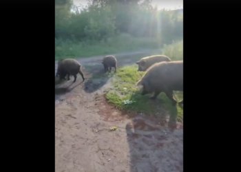 Домашние кабанчики решили прогуляться по жилому району Новосибирска