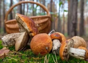 Новосибирцам рассказали, как не отравиться грибами