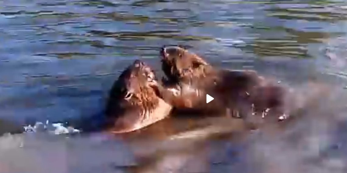 Драку двух бобров в воде сняли на видео под Новосибирском