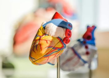 Ученые рассказали, какая ягода снижает риск болезней сердца