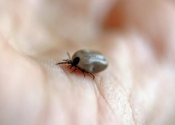 Клещи укусили 165 человек за неделю в Новосибирской области