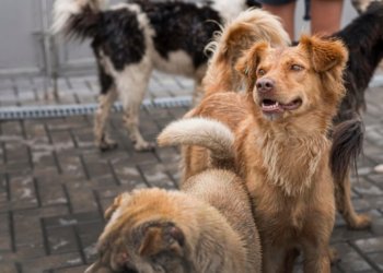 Администрация Новосибирска выплатит по 30 тысяч рублей покусанным бездомными собаками детям