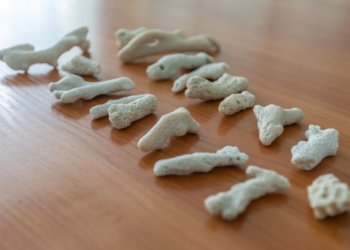 Исчезающие кораллы незаконно привезли в Новосибирск пассажиры из Африки и ОАЭ