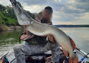 Рыбак поймал щуку весом в 10 кг под Новосибирском