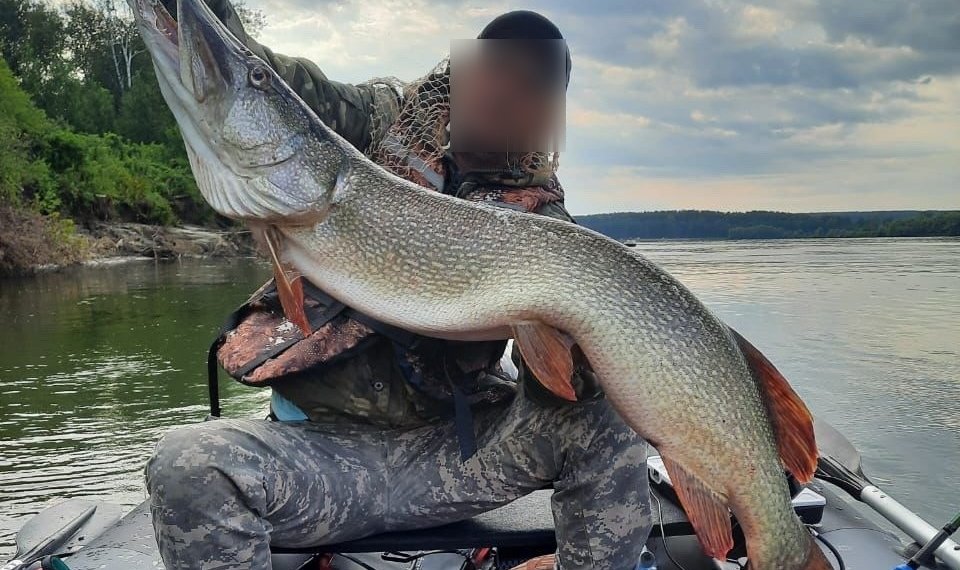 Рыбак поймал щуку весом в 10 кг под Новосибирском