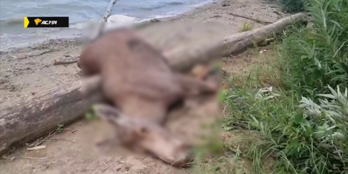 Лося со вспоротым брюхом обнаружили на пляже в Искитимском районе