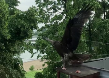 Стоит ли подкармливать коршунов — рассказал новосибирский орнитолог