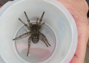 Ядовитого тарантула обнаружил в доме житель Новосибирской области