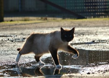 Грозы, ливни, град и жару до +34 градусов обещают в Новосибирской области