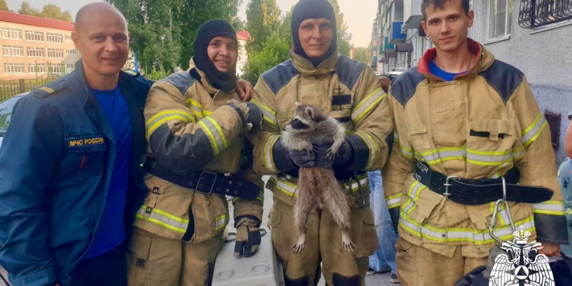 Дикий енот залез в квартиру к жительнице Кузбасса — вылавливать его приехали спасатели