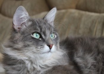 За убийство кошки осудили искитимца