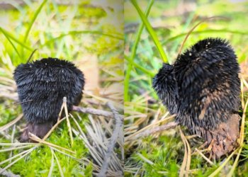 Необычный мохнатый гриб нашли в Новосибирске