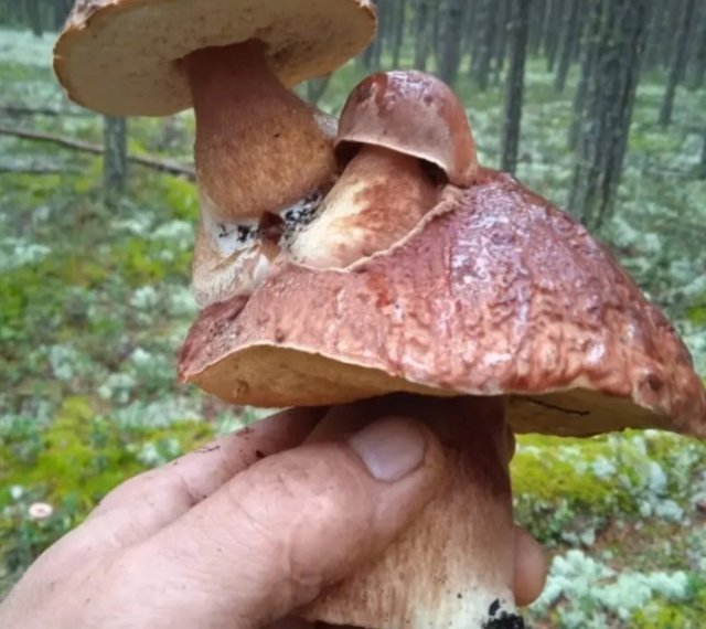 Сибирячка нашла гриб-мутант