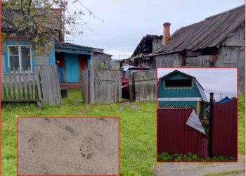 В сибирском поселке медведь развалил дворы местных жителей