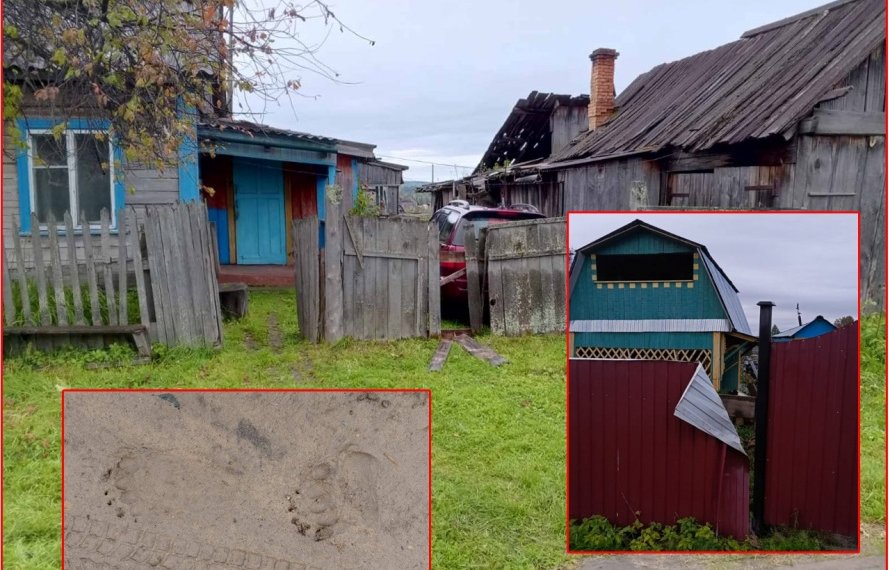 В сибирском поселке медведь развалил дворы местных жителей