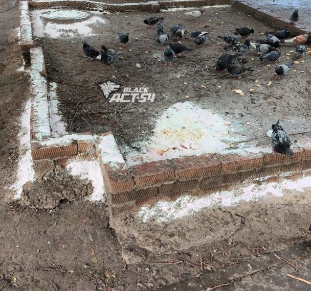 Неизвестные травят голубей хлоркой в Новосибирске