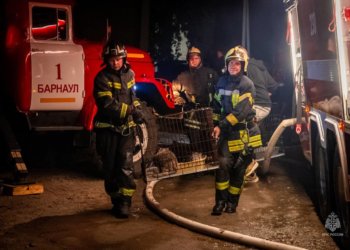 В Барнауле сгорели 9 кошек во время пожара в приюте для животных