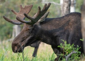 Дату приема заявлений на добычу косули и лося назвали в Новосибирской области