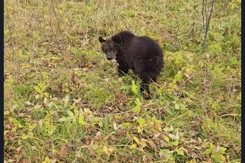 Спасенного медвежонка выпустили в дикую природу в Новосибирской области