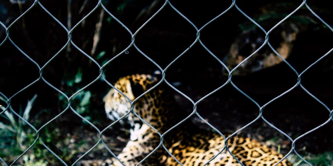 В России планируют запретить выступление животных в цирке