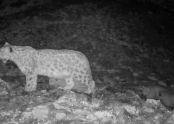Редкий случай: многодетную семью снежных барсов засняли в Сибири