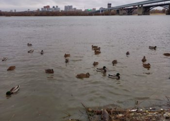 Нашествие диких уток наблюдается в Новосибирске