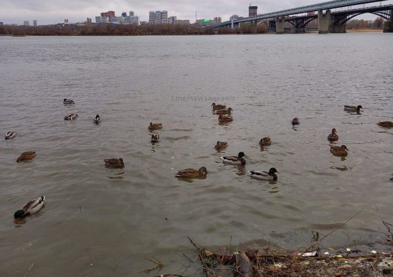Нашествие диких уток наблюдается в Новосибирске