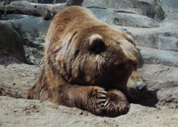 Новосибирский суд отказал в возвращении медведей бывшим циркачам