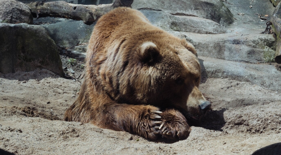 Новосибирский суд отказал в возвращении медведей бывшим циркачам