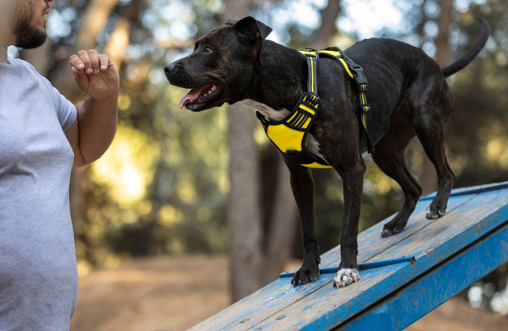 Служебная собака нашла 32 тысячи долларов контрабанды у иностранца в аэропорту Новосибирска